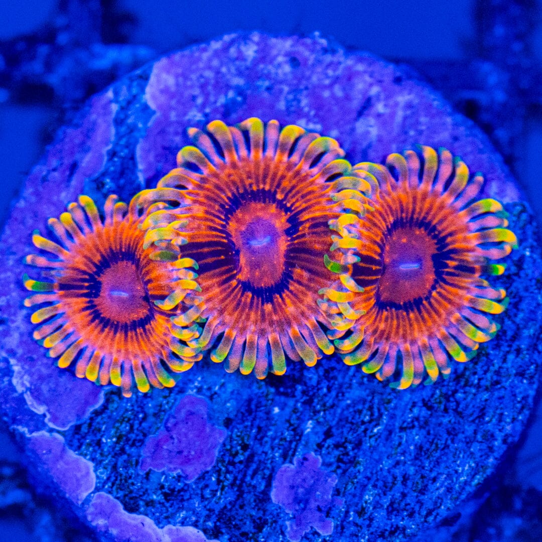 Ruby Rainbow Zoanthids Reef Lounge Norco 