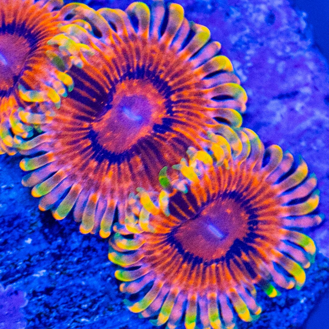Ruby Rainbow Zoanthids Reef Lounge Norco 