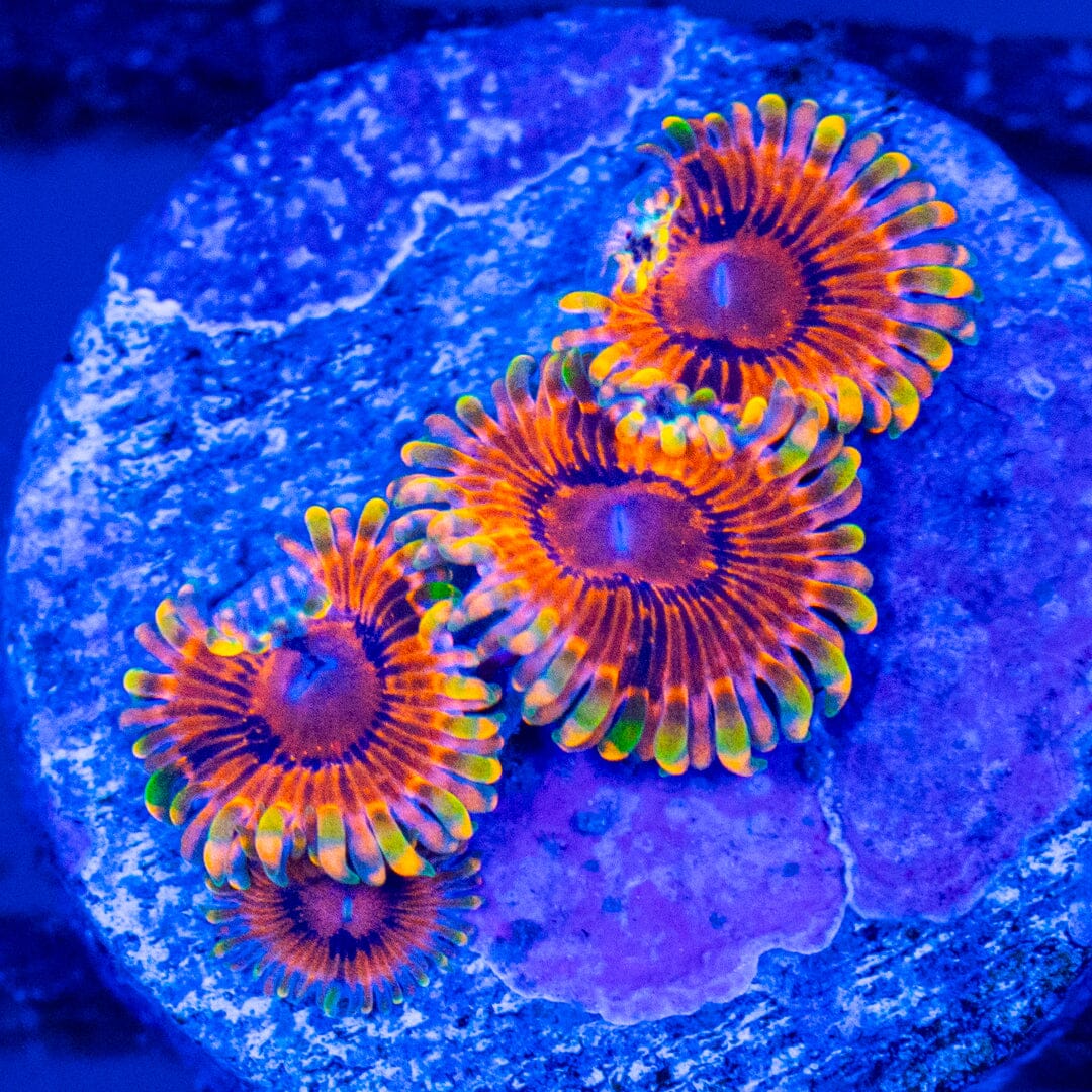 Ruby Rainbow Zoanthids Reef Lounge Norco 