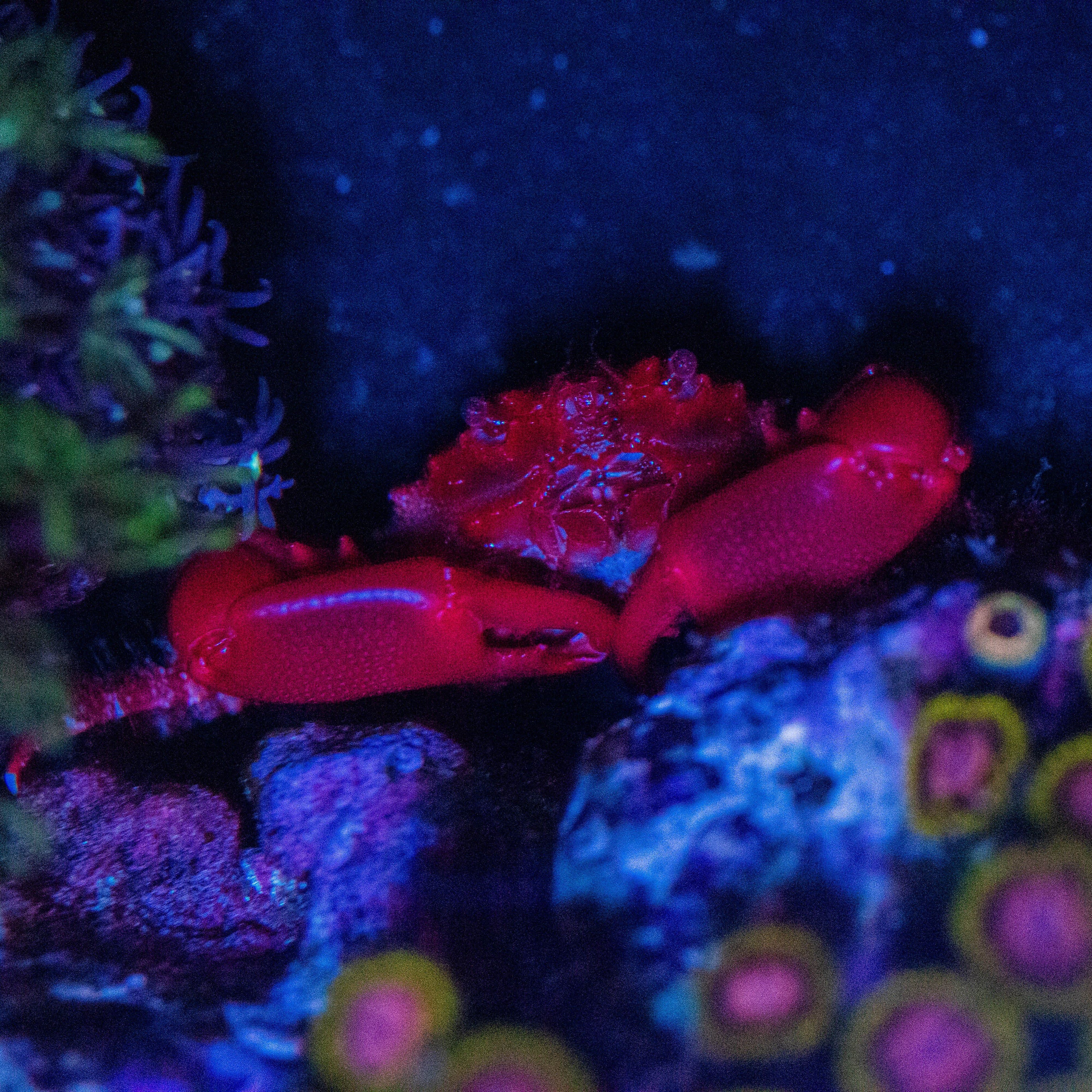 Ruby Red Emerald Crab XXL - WYSIWYG Reef Lounge Norco 