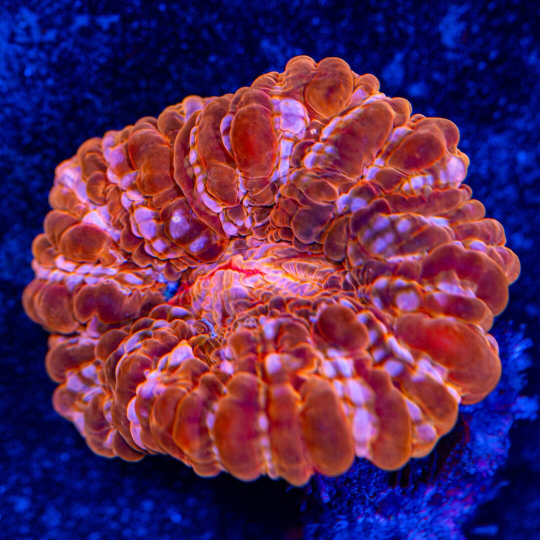 Rusty Cynarina 1C - WYSIWYG Reef Lounge Norco 