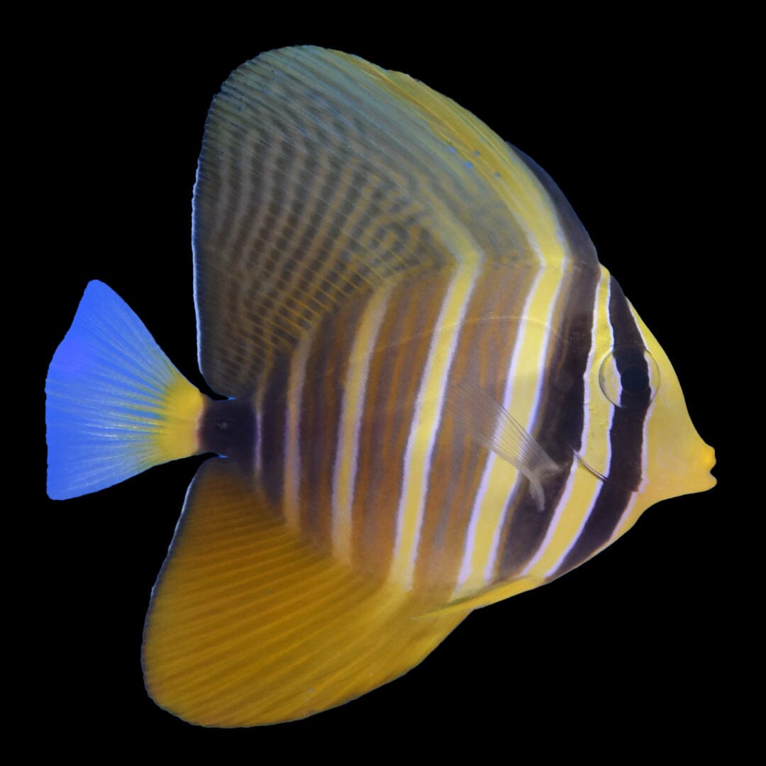 Sailfin Tang Fish Reef Lounge USA 