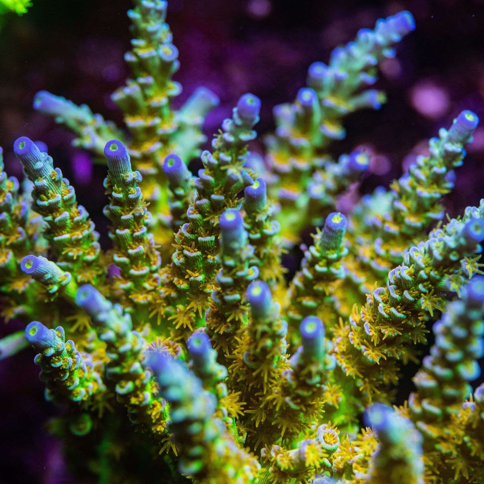 SC Orange Passion Acropora Reef Lounge Coral 