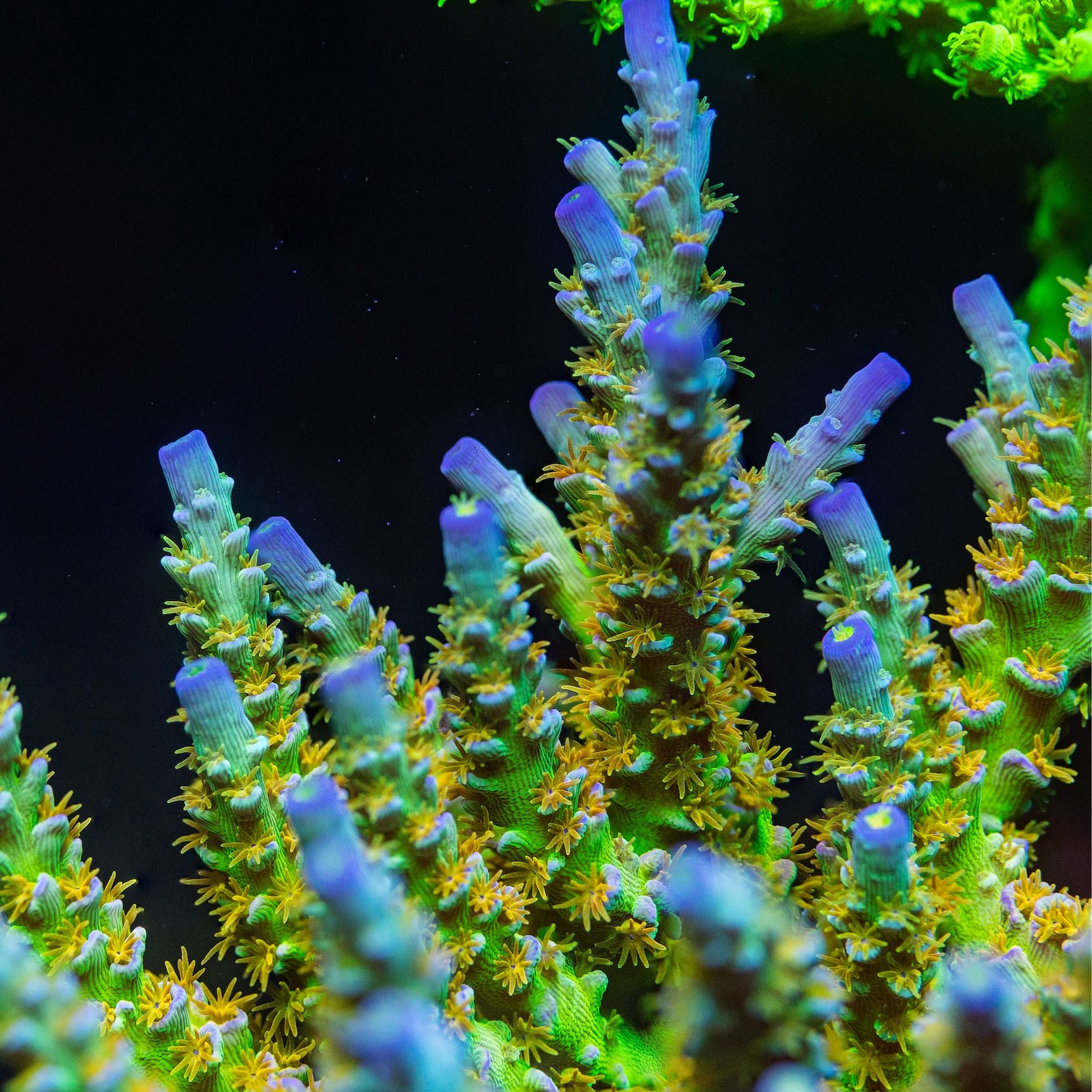 SC Orange Passion Acropora Reef Lounge Coral 