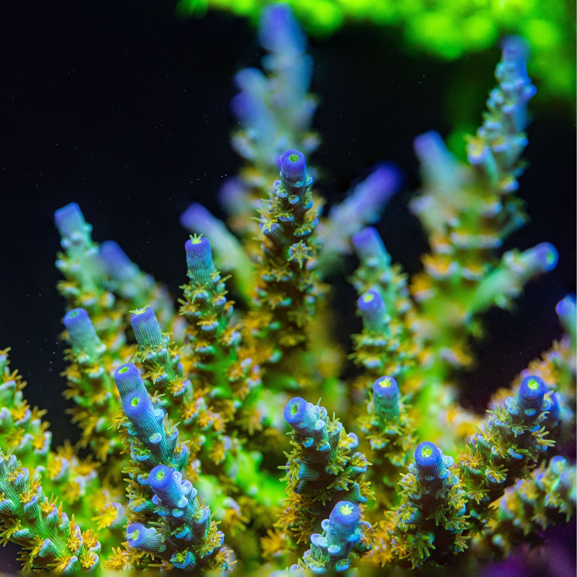 SC Orange Passion Acropora Reef Lounge Coral 
