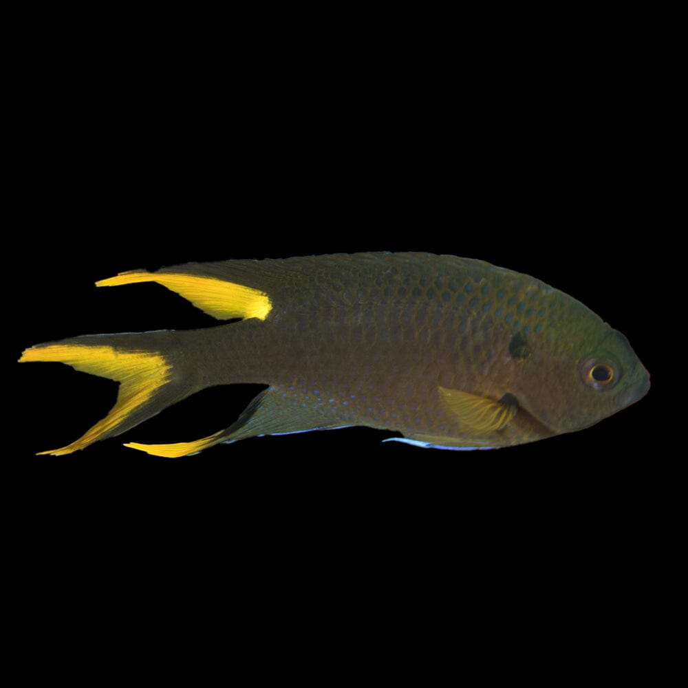 Scissortail Damselfish Fish Reef Lounge USA 