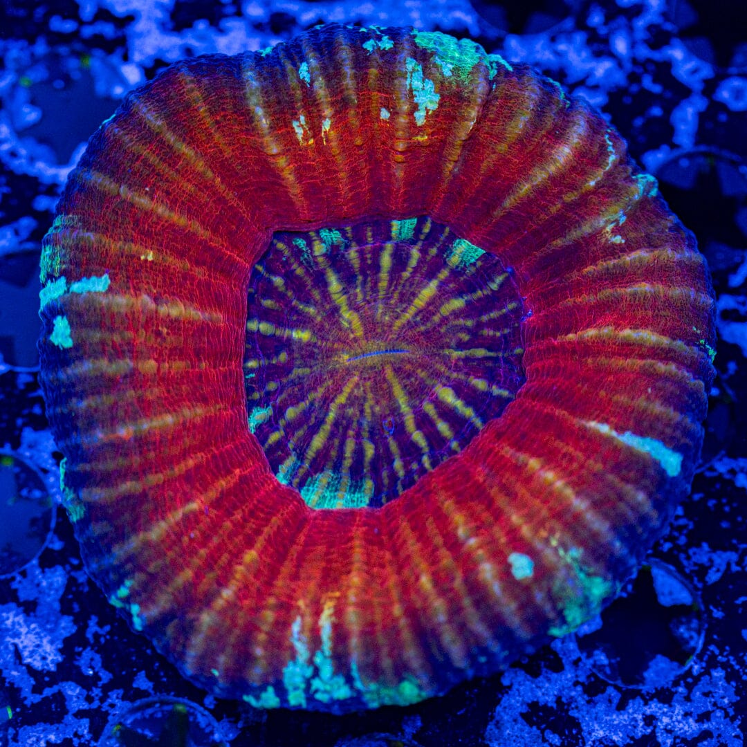 Scolymia 10A - WYSIWYG Reef Lounge Norco 