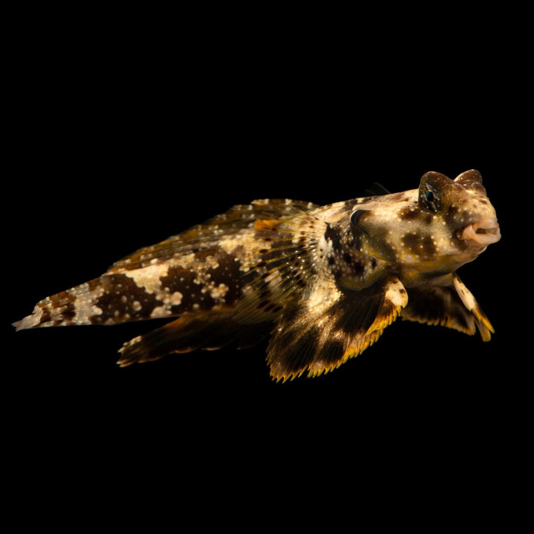 Scooter Blenny Fish Reef Lounge USA 