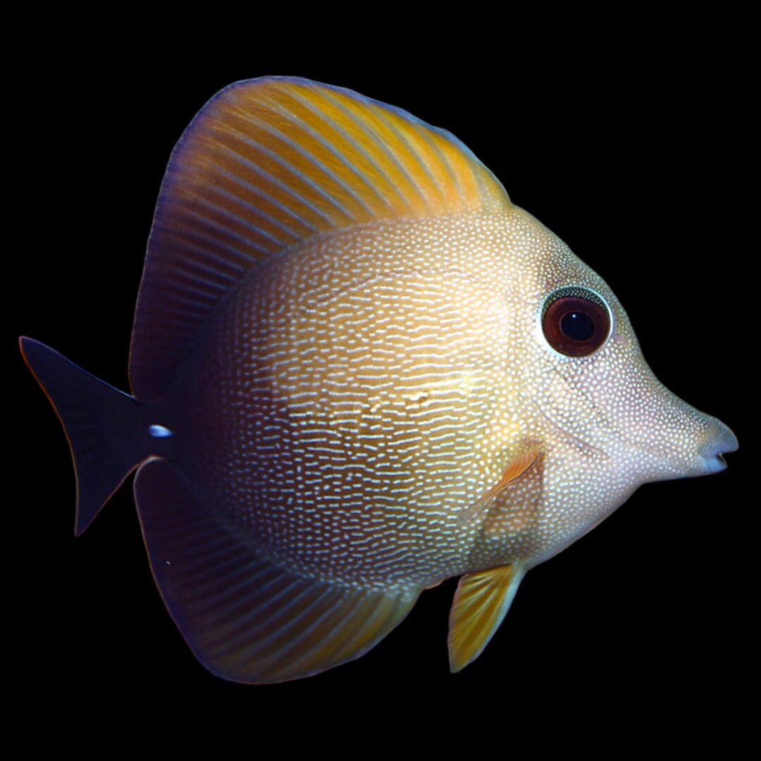 Scopas Tang Fish Reef Lounge Coral 