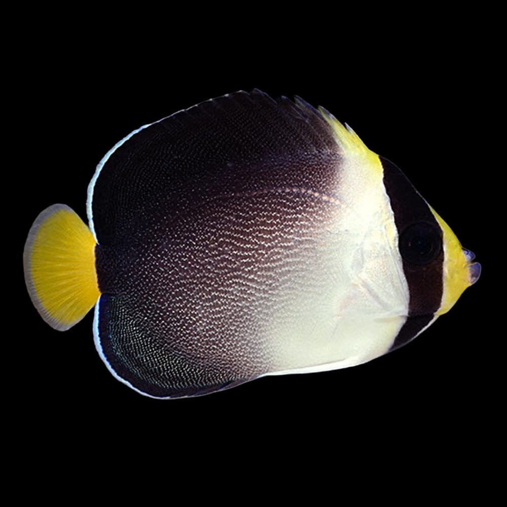 Singapore Angelfish Fish Reef Lounge USA 