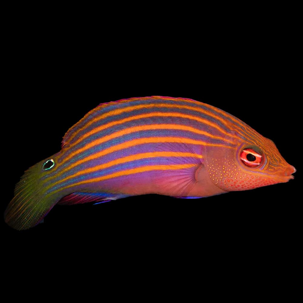 Six Line Wrasse Fish Reef Lounge USA 