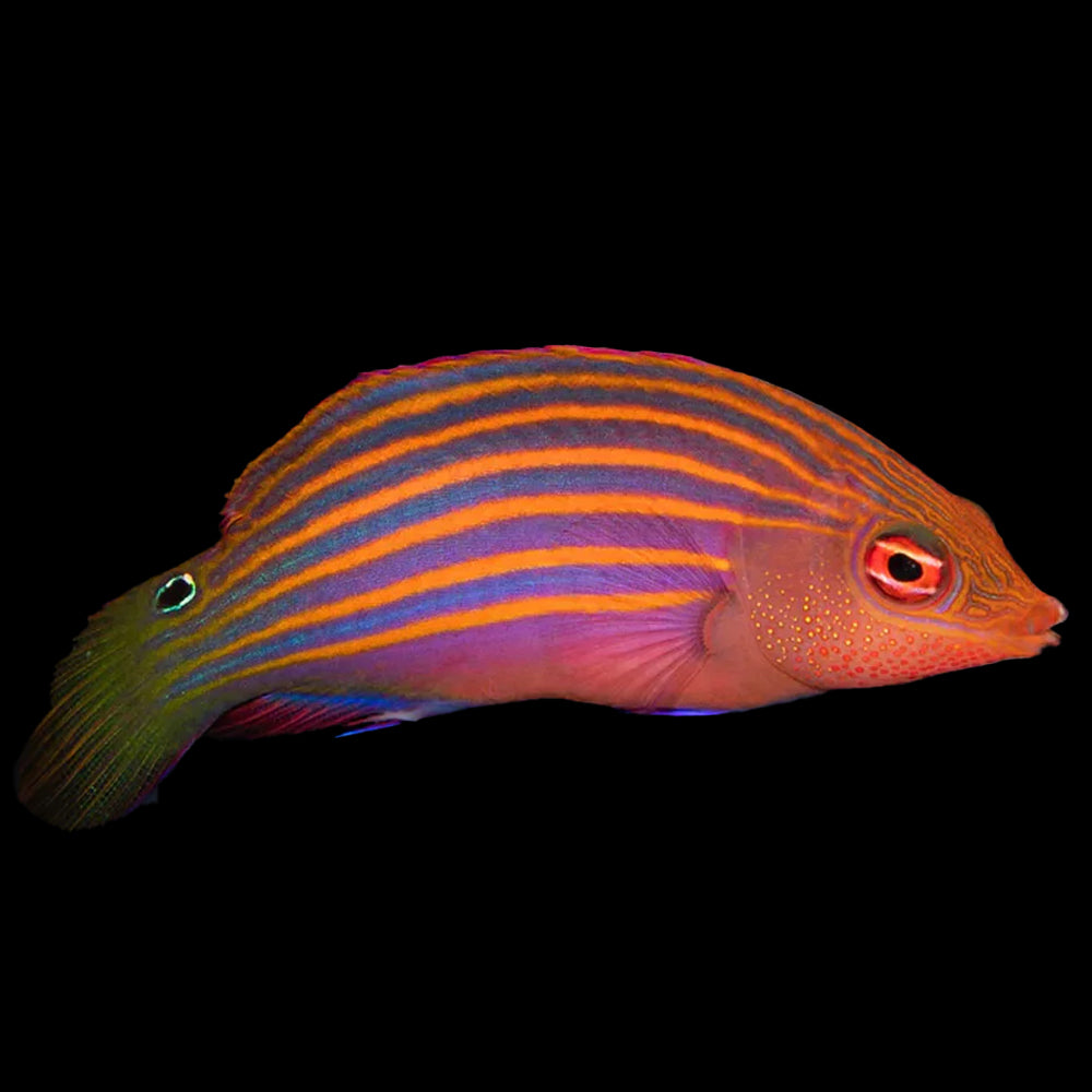 Six Line Wrasse