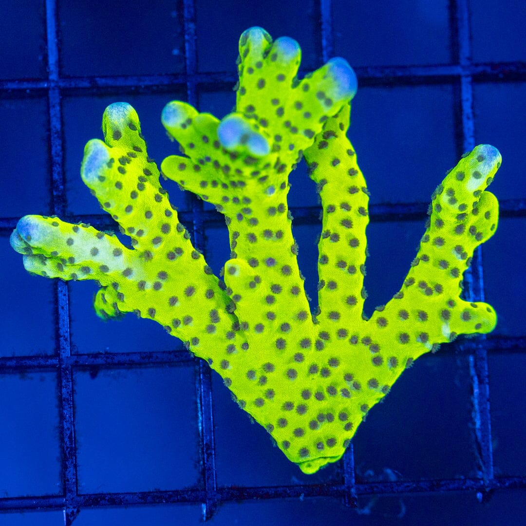 Slimeball Anacropora Reef Lounge Coral 