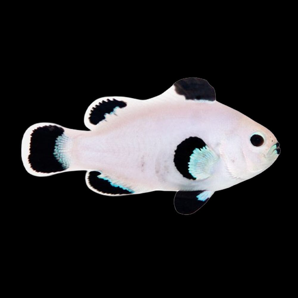 Snow Storm Clownfish Fish Reef Lounge USA 