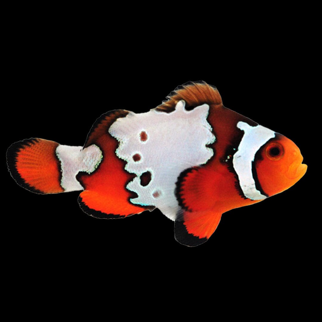 Snowflake Clownfish Fish Reef Lounge USA 