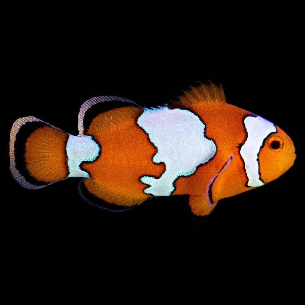 Snowflake Ocellaris Clownfish Fish Reef Lounge USA 