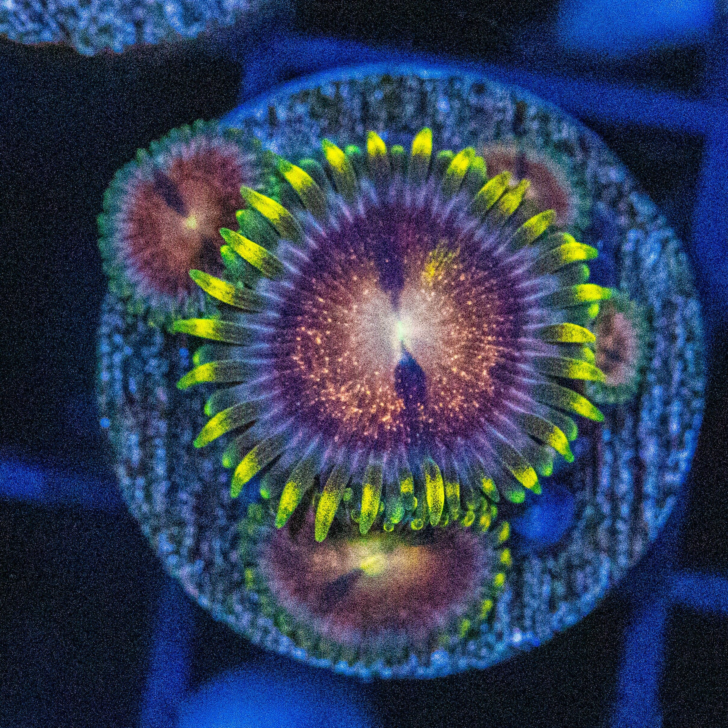 Space Dust Zoanthids Reef Lounge Norco 