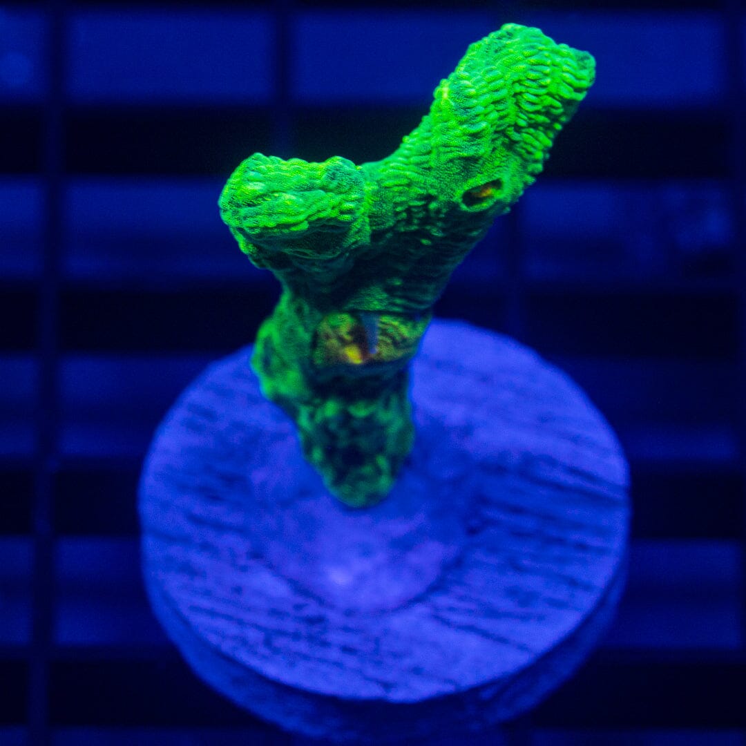 Space Invader Pectinia Reef Lounge Norco 