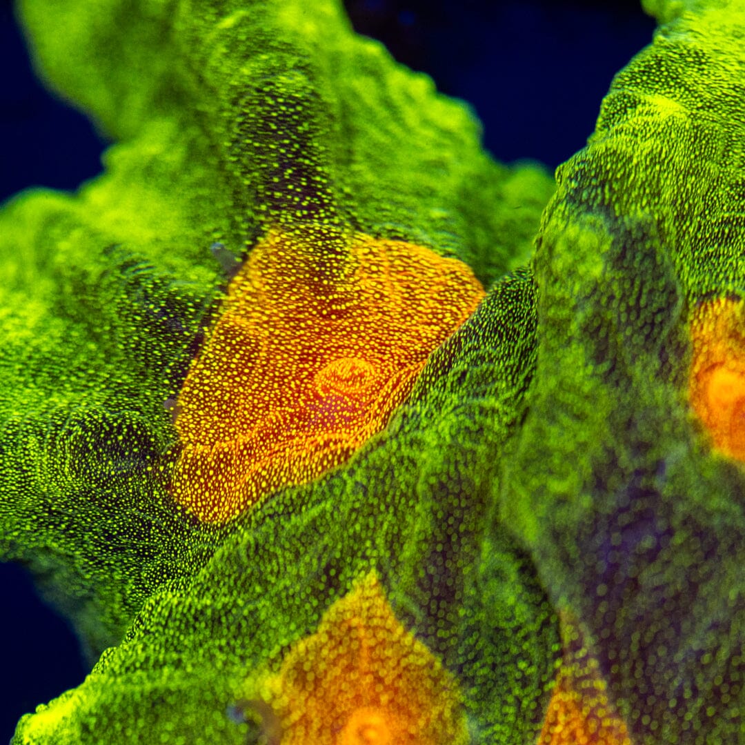 Space Invader Pectinia - WYSIWYG Reef Lounge Coral 