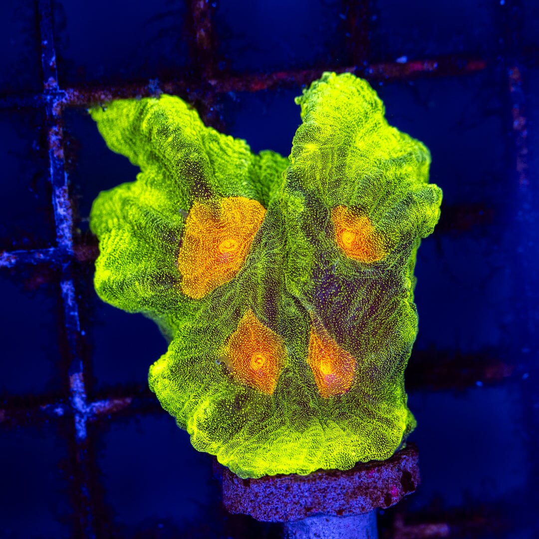 Space Invader Pectinia - WYSIWYG Reef Lounge Coral 