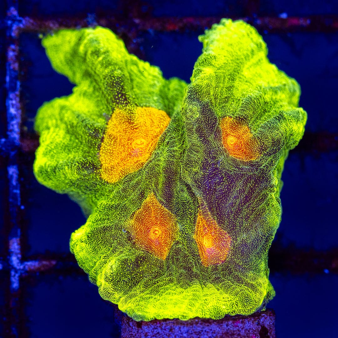 Space Invader Pectinia - WYSIWYG Reef Lounge Coral 