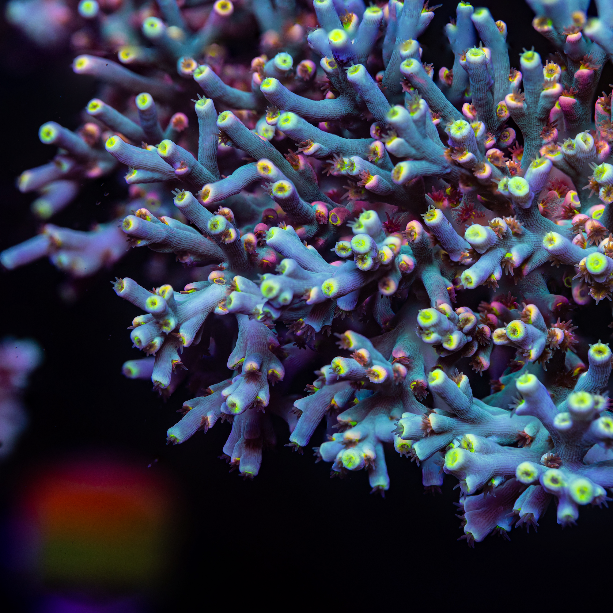 RL Firecracker Acropora speciosa