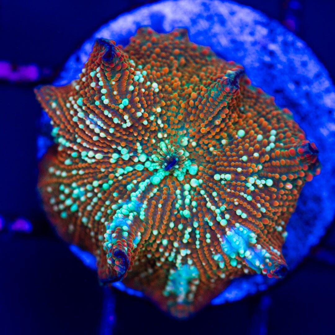 Speckled Discosoma 1A - WYSIWYG LPS Coral Reef Lounge USA 