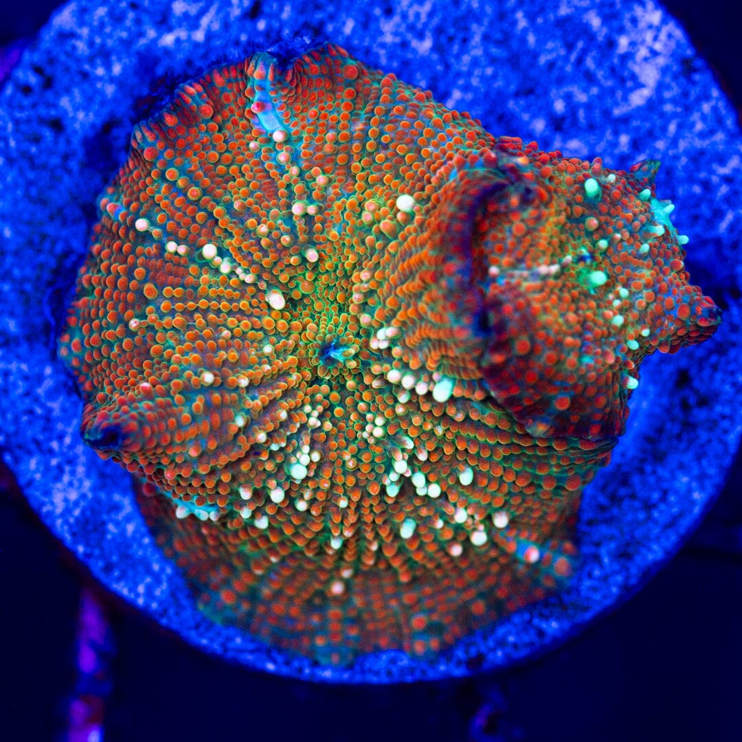 Speckled Discosoma 2A - WYSIWYG LPS Coral Reef Lounge USA 