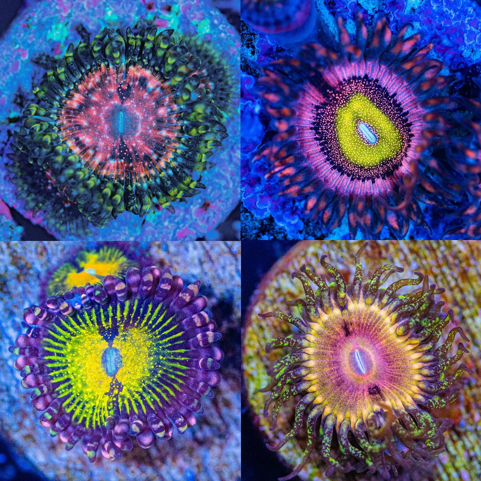 Speckled Zoa Pack #6 - Frag Pack Reef Lounge Norco 