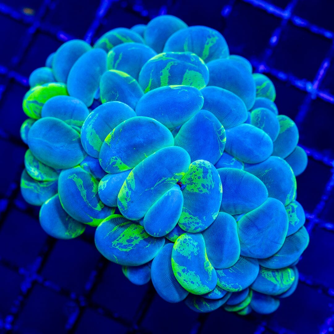 Splatter Bubble Coral 4C - WYSIWYG Colony Reef Lounge Norco 