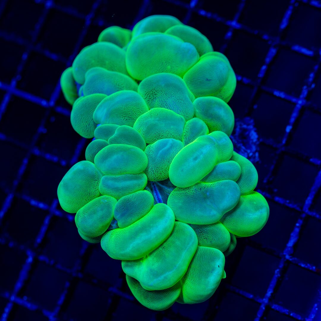 Splatter Bubble Coral 5C - WYSIWYG Colony Reef Lounge Norco 