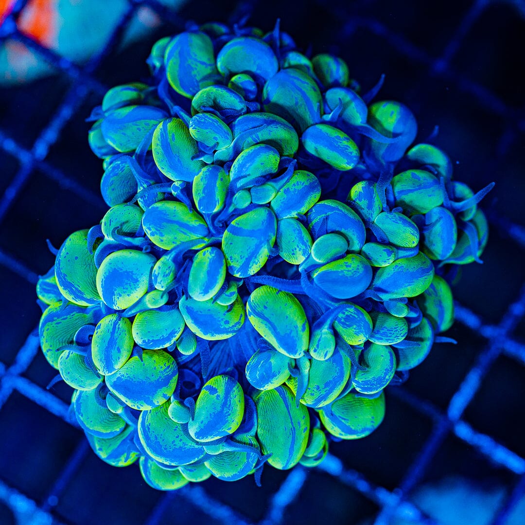 Splatter Bubble Coral - WYSIWYG Colony Reef Lounge Norco 