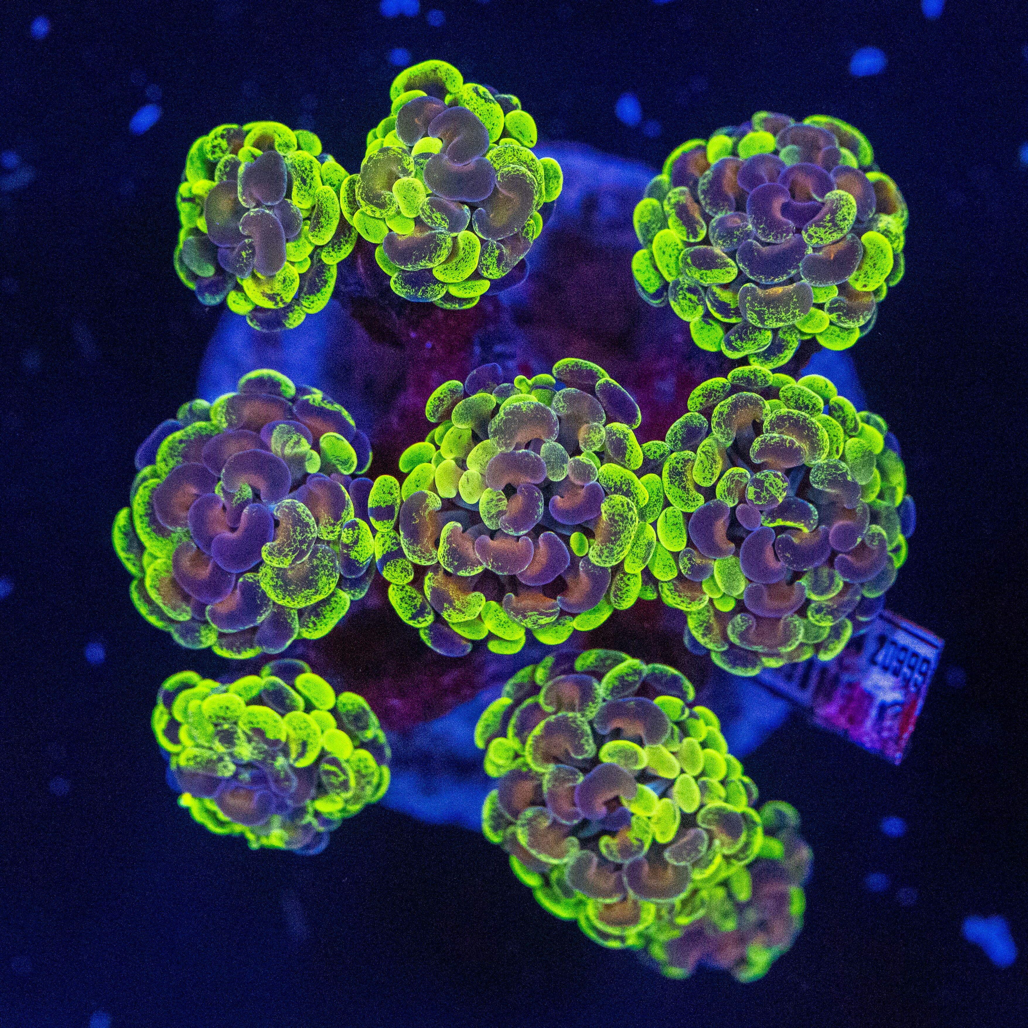 Splatter Hammer Colony 1A - WYSIWYG Reef Lounge Norco 