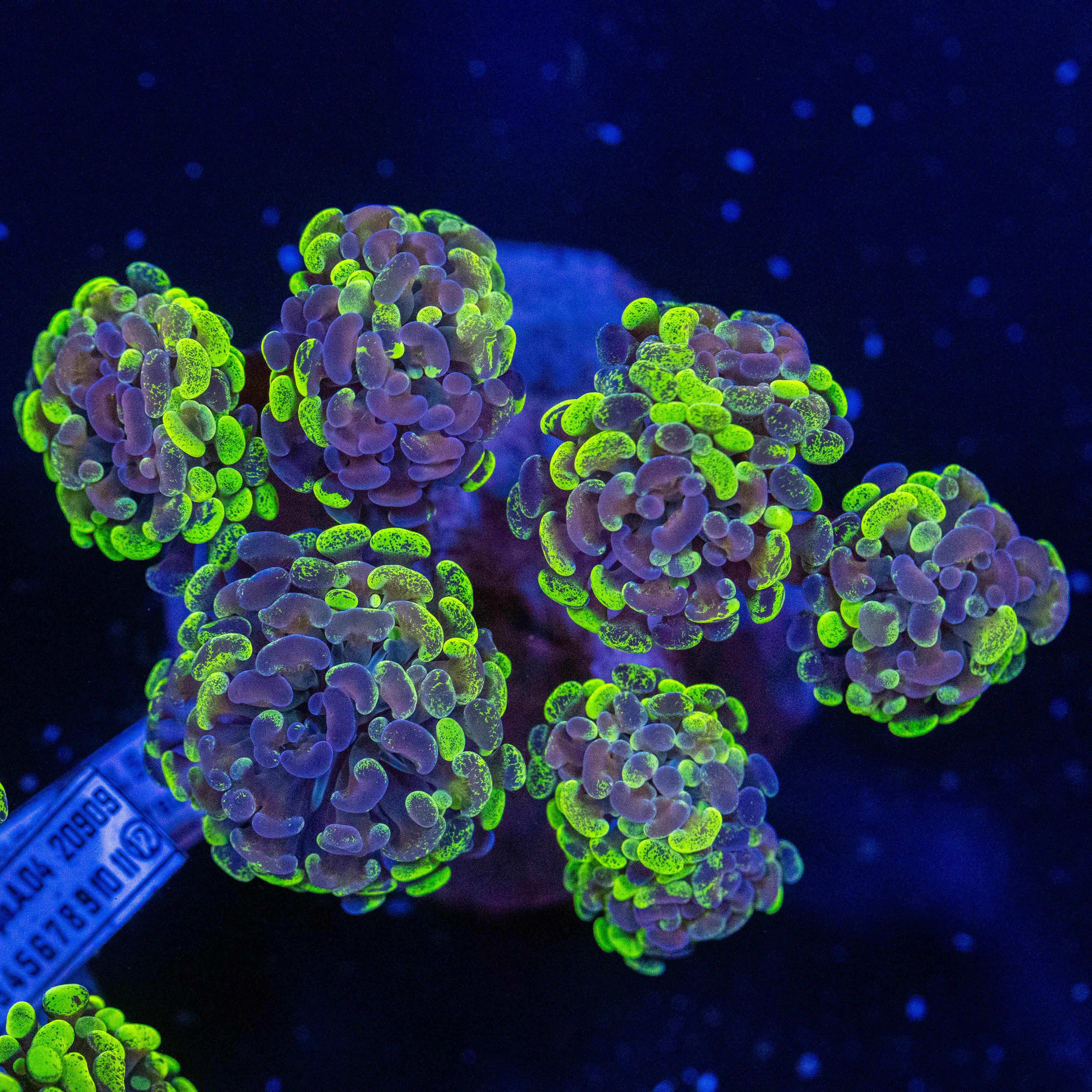Splatter Hammer Colony 2A - WYSIWYG Reef Lounge Norco 