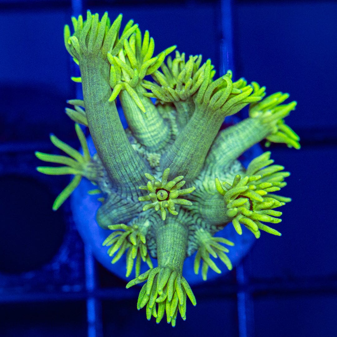 Spongebob Goniopora Reef Lounge Coral 