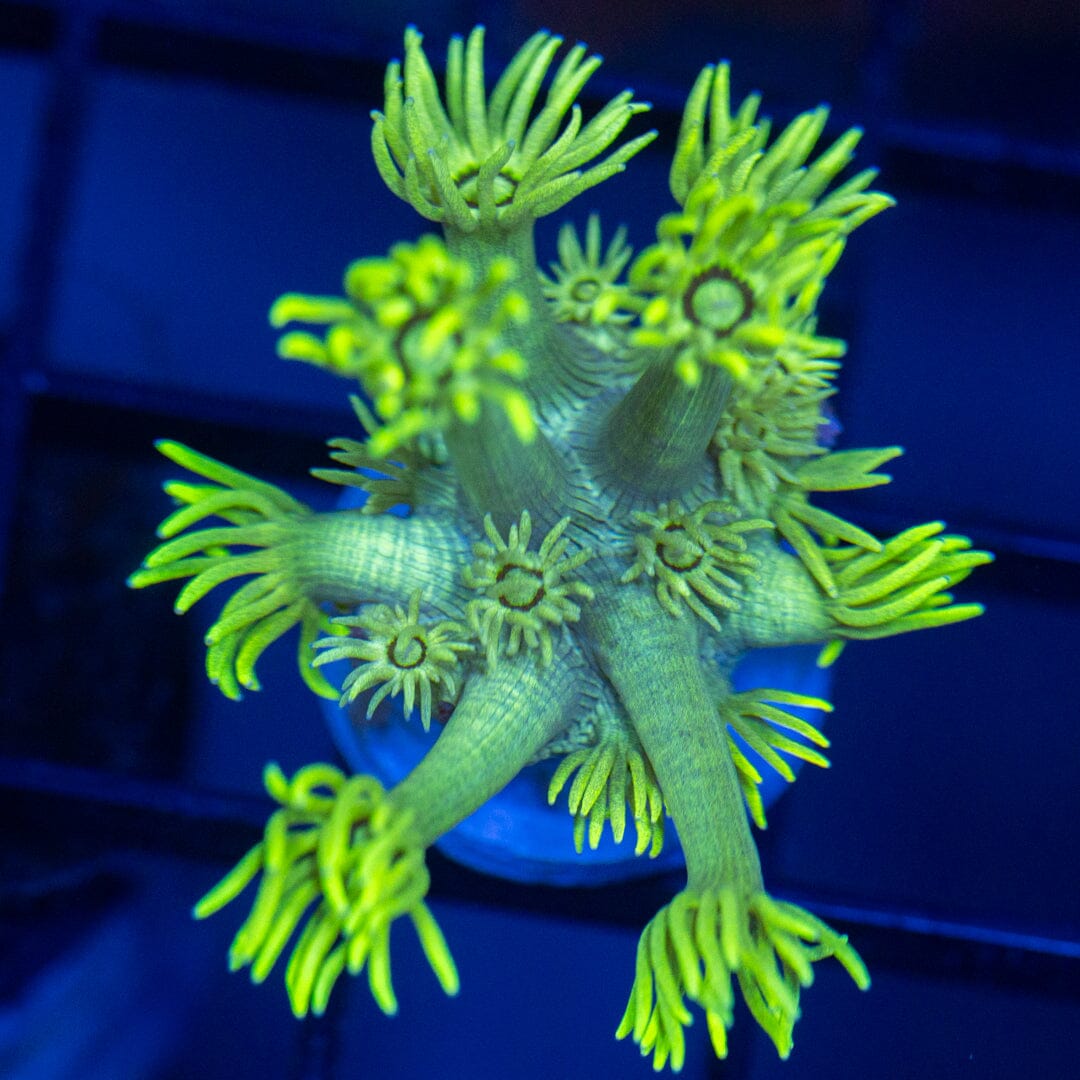 Spongebob Goniopora Reef Lounge Coral 