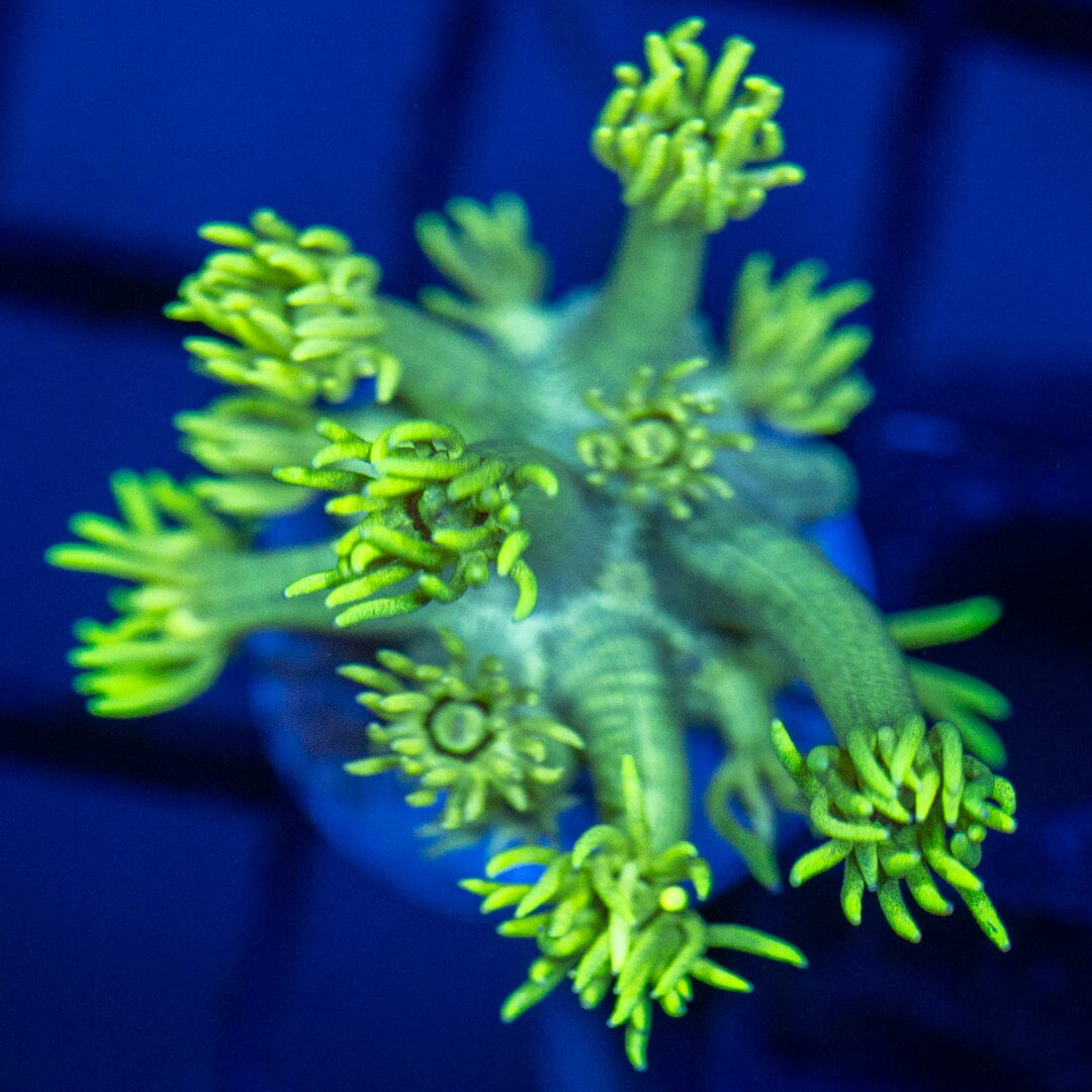 Spongebob Goniopora Reef Lounge Coral 