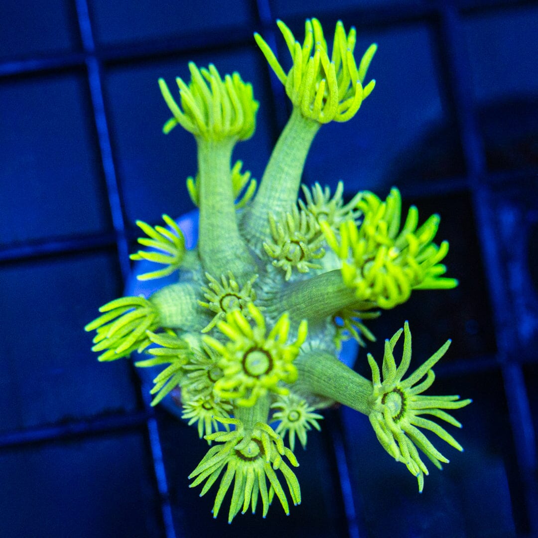 Spongebob Goniopora Reef Lounge Coral 