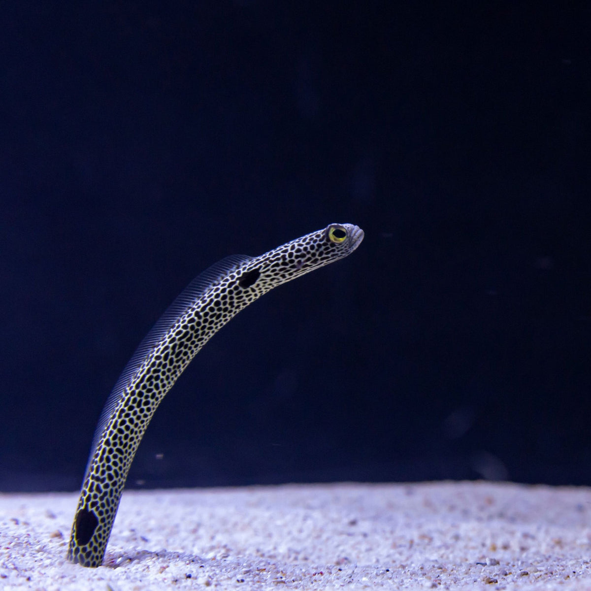 Spotted Garden Eel Fish Reef Lounge USA 