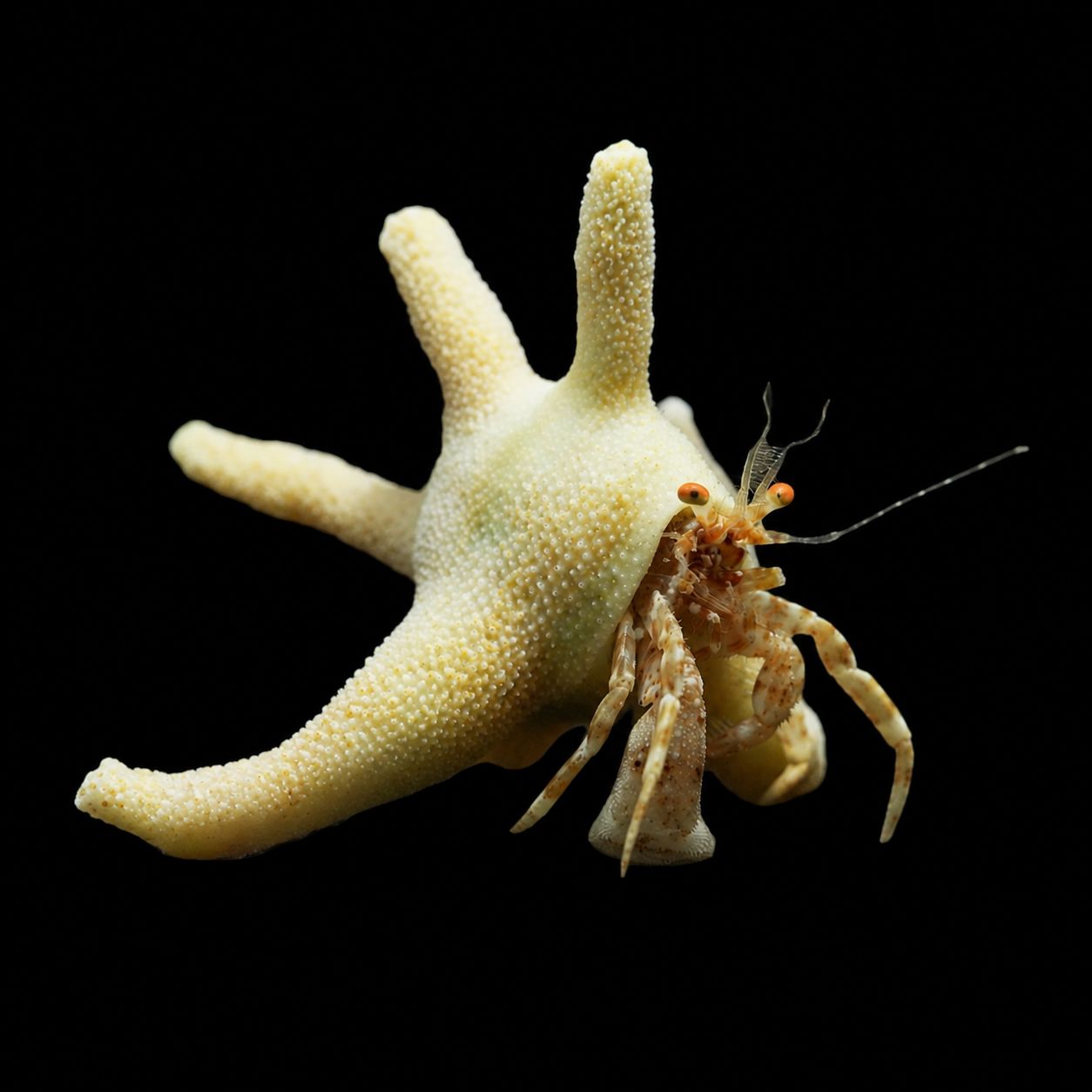 Staghorn Hermit Crab Invertebrate Reef Lounge USA 