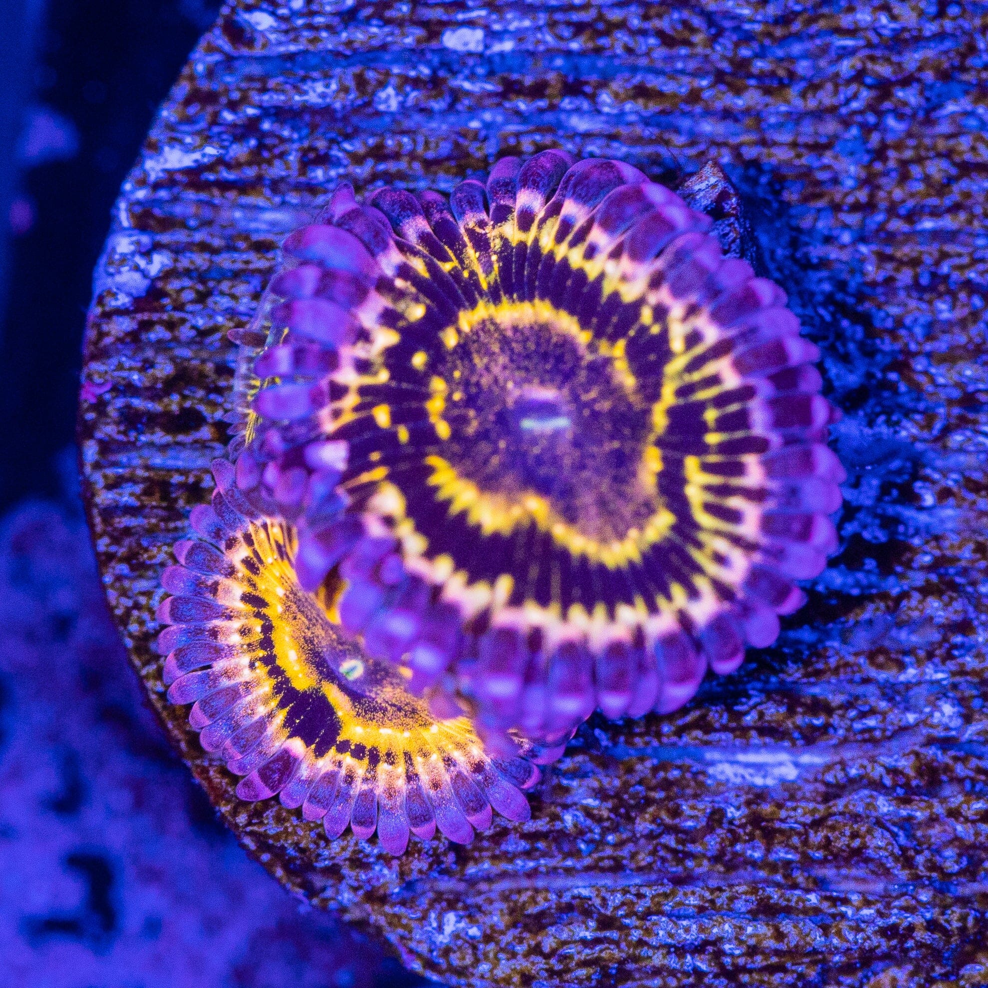 Stratosphere Zoanthid Frag 4A - WYSIWYG Reef Lounge USA 