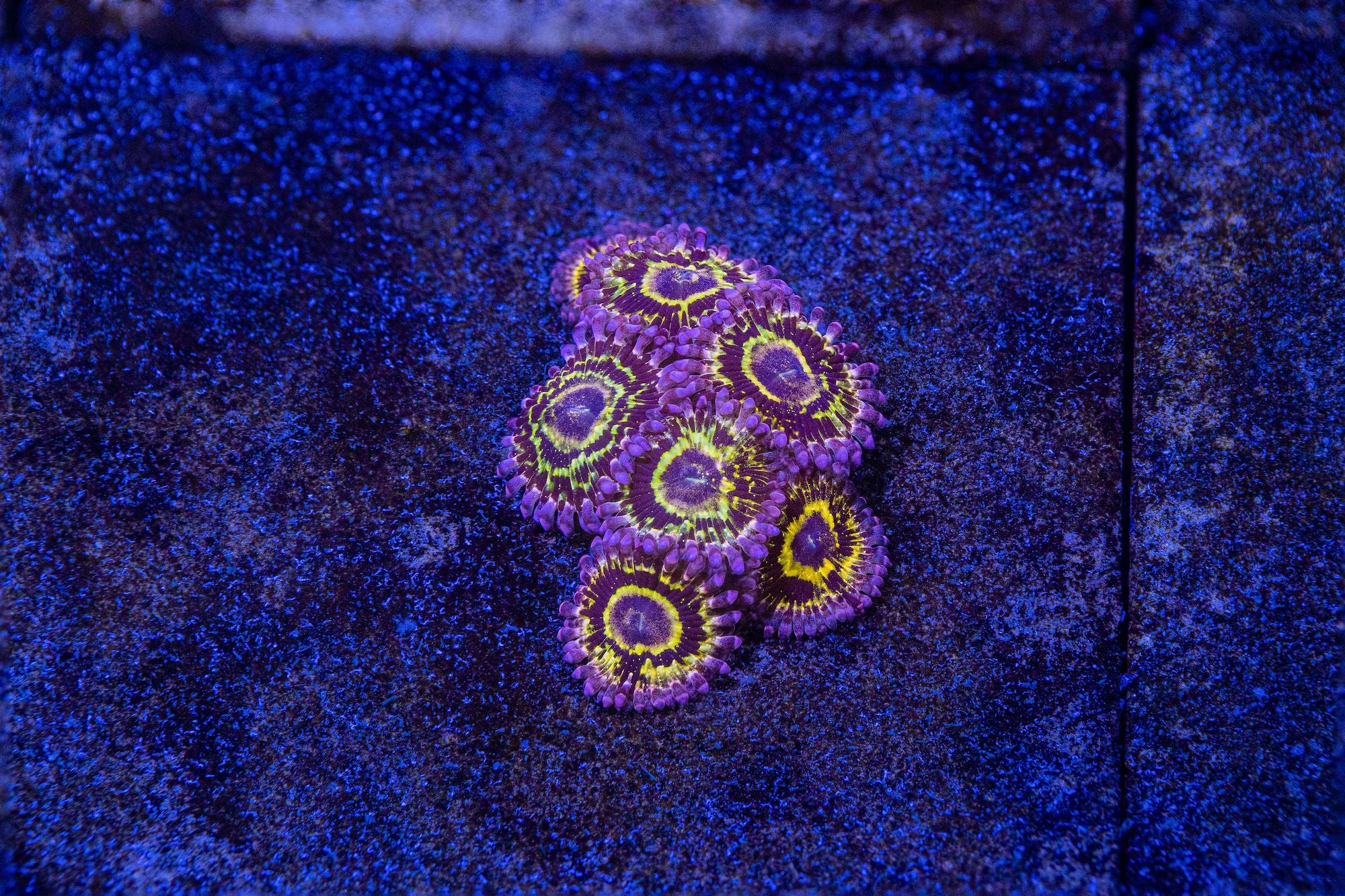Stratosphere Zoanthids Reef Lounge USA 