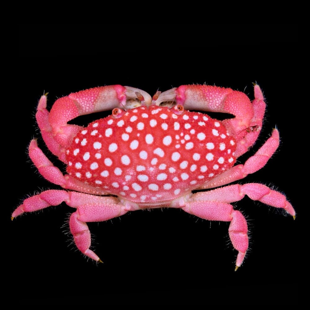 Strawberry Crab Invertebrate Reef Lounge USA 