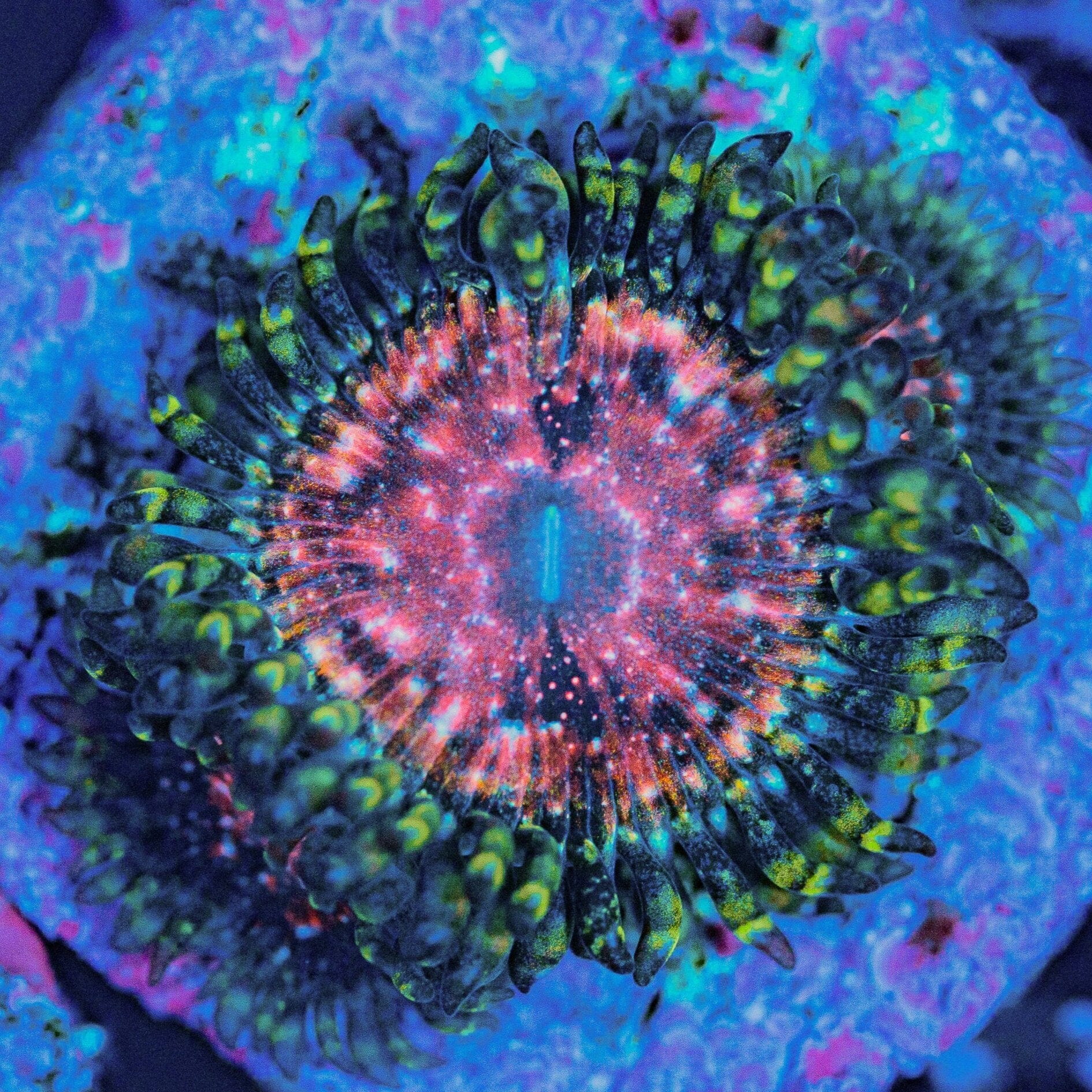 Strawberry Wine Zoanthids Soft Coral Reef Lounge USA 