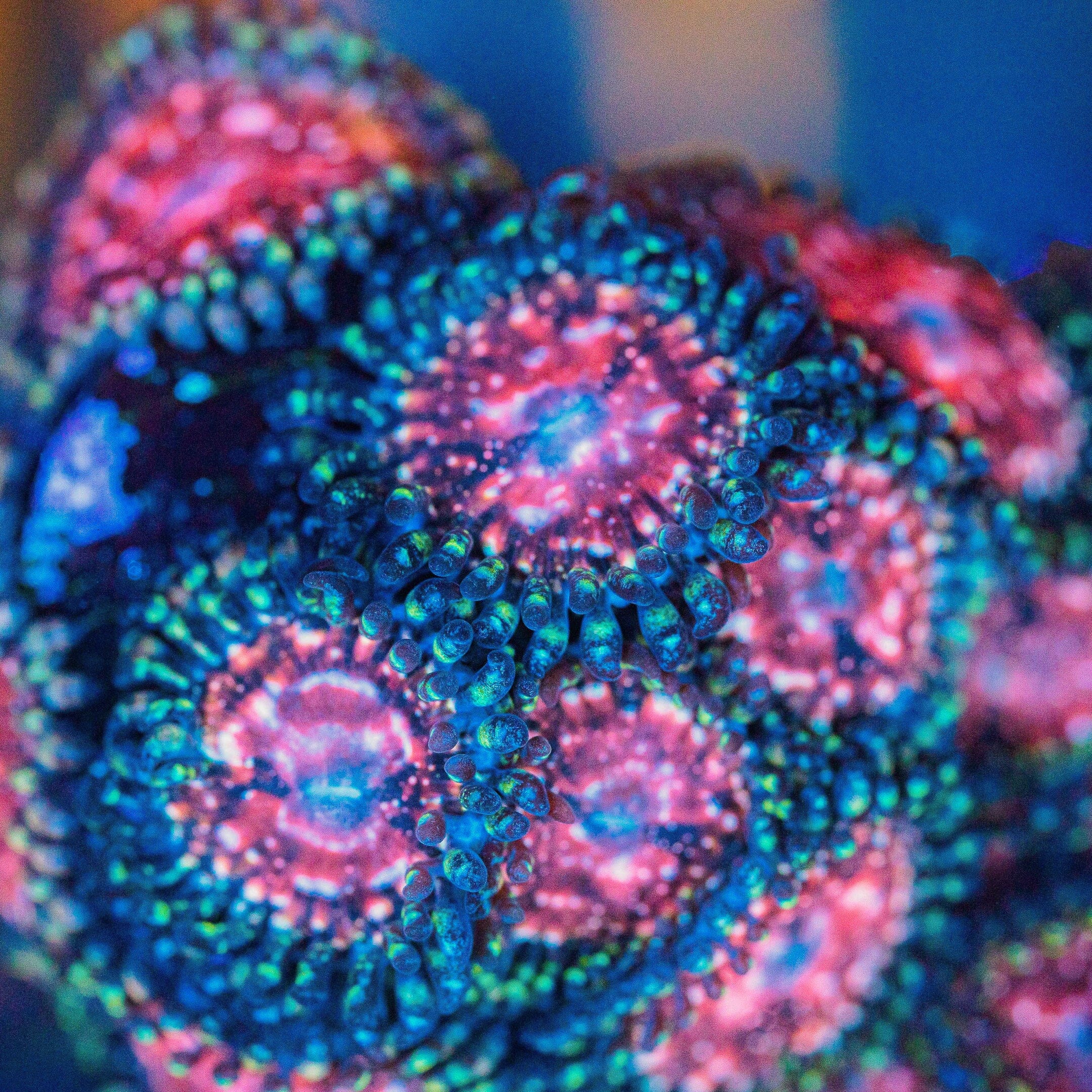ZOA JF Kung Fu Fighter Zoa (2+ Polyps) | Reef Stable