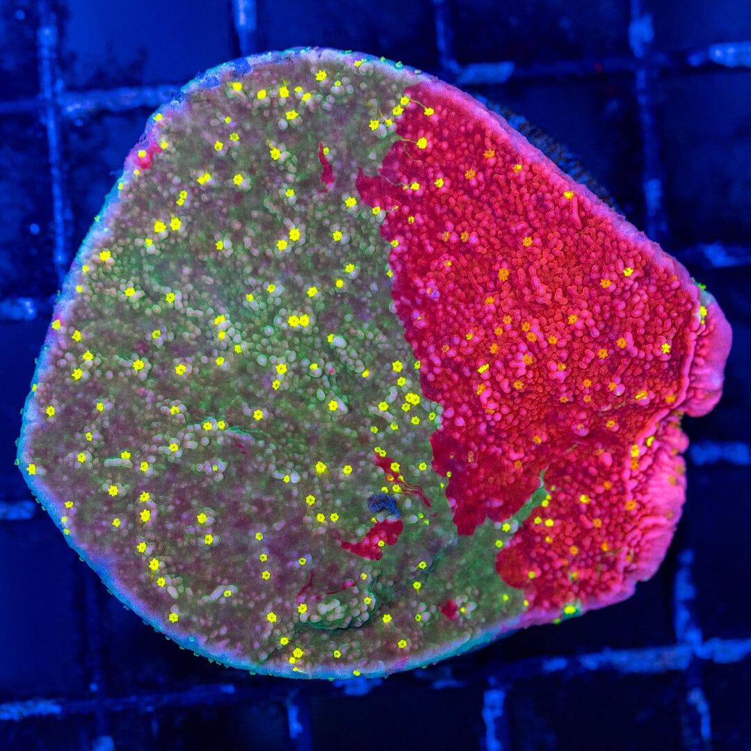 Sunfire Grafted Montipora Cap Reef Lounge Coral 