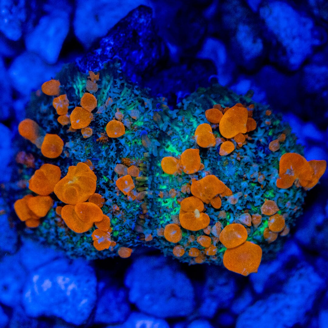 Sunkist Bounce Mushroom LPS Coral Reef Lounge USA 
