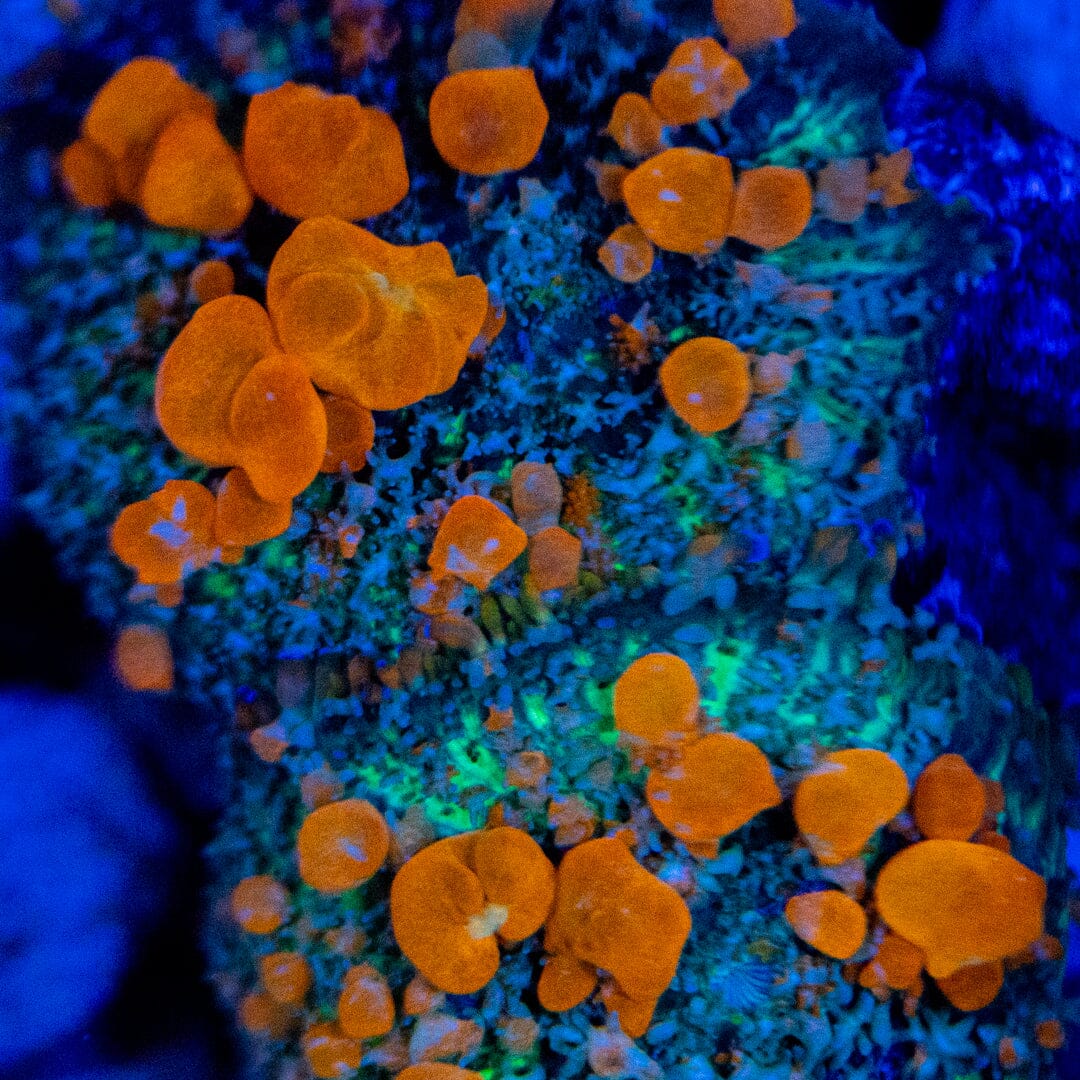 Sunkist Bounce Mushroom LPS Coral Reef Lounge USA 