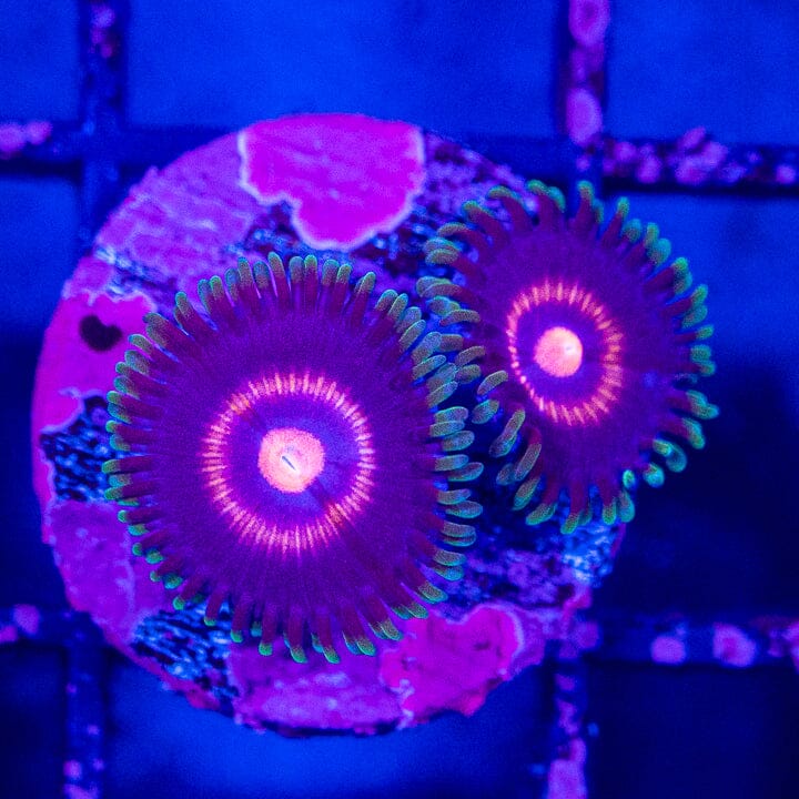 Supergirl Zoanthids Soft Coral Reef Lounge USA 