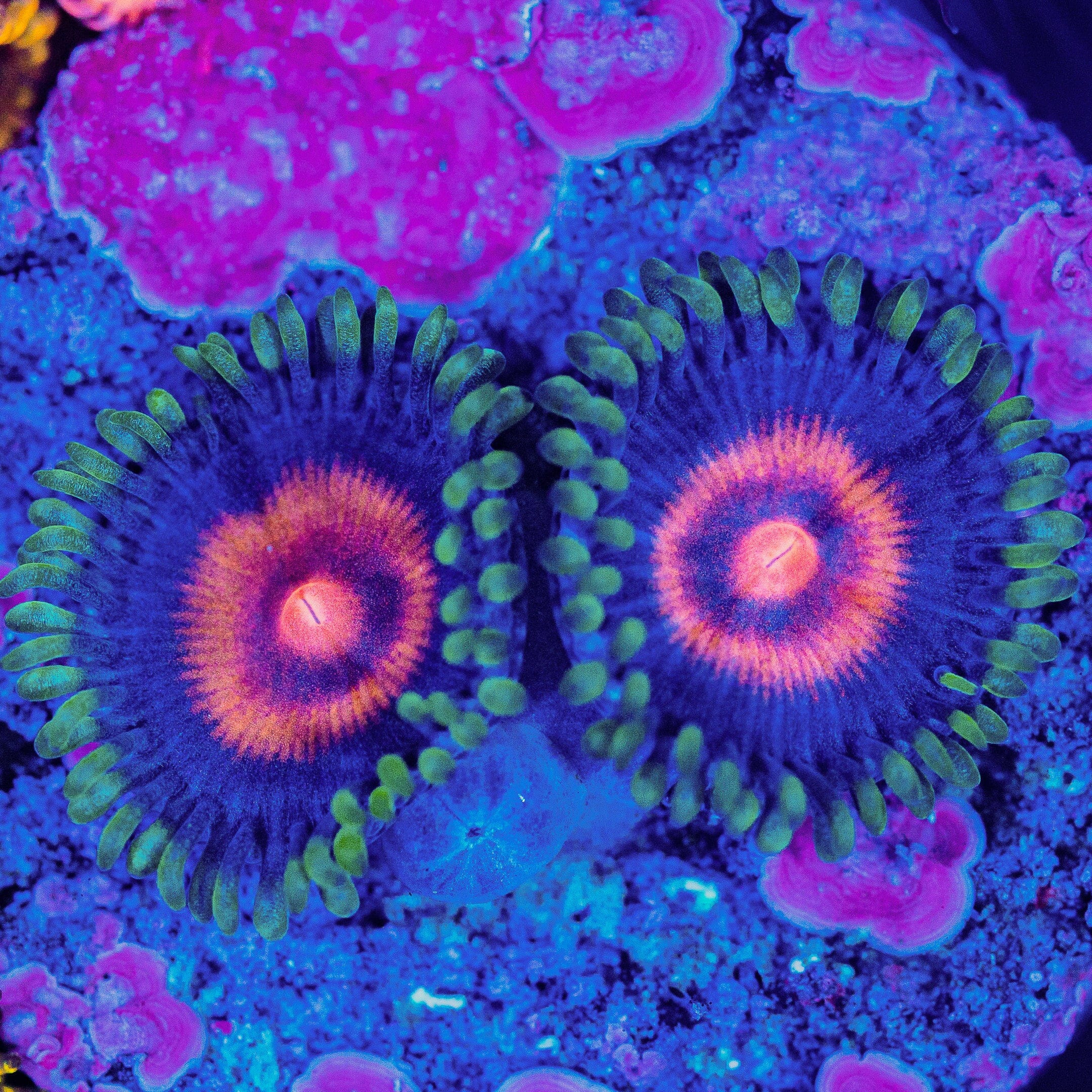 Supergirls Zoanthids Soft Coral Reef Lounge USA 